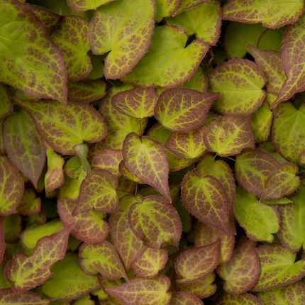 Elfenblume Epimedium perralchicum Frohnleiten – 60 Pflanzen – Wintergrüne Staude für Schatten & Halbschatten – Bodendecker für Garten & Beet – 10-25cm – Ø9cm – Pflegeleicht