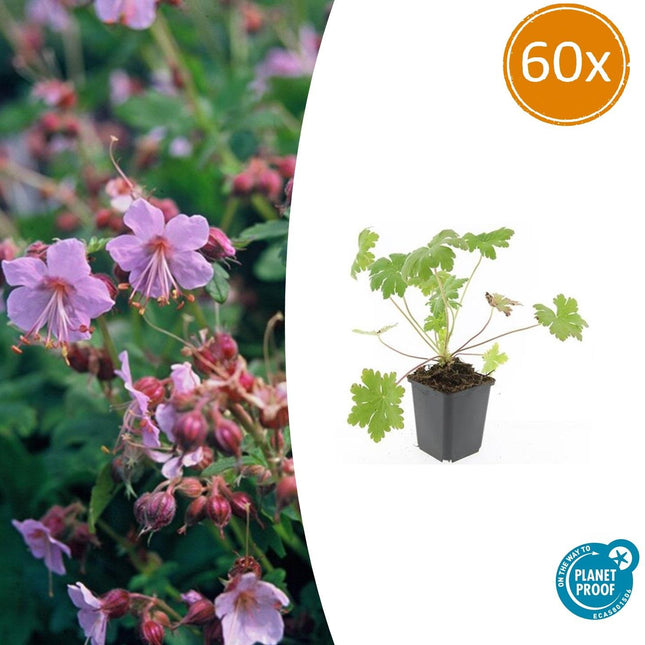 Balkan-Storchschnabel – Geranium macrorrhizum 'Ingwersen's Variety' – Ø9cm – 10-25 cm – 60 Pflanzen – winterhart, pflegeleicht, aromatischer Bodendecker
