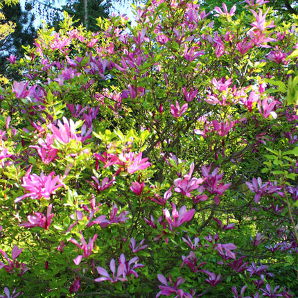 Purpur – Magnolie Magnolia Susan – Strauch – Blumen dunkelrosa – Wenig Pflege – 17cm Höhe 45cm – Frühjahrsblüher für Garten & Terrasse
