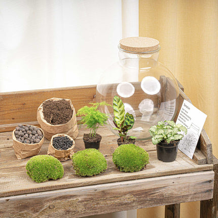 Flaschengarten Bolder Bob – Ø31cm – ↕30cm – DIY Terrarium mit Korkdeckel & Pflanzen – Selbstversorgendes Mini – Ökosystem ohne Werkzeug