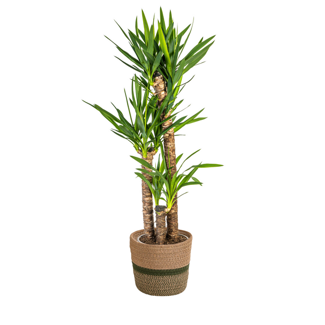 Yucca Elephantipes inkl. Naturkorb – Höhe 120-140cm – Ø24cm – Robuste Zimmerpflanze mit markantem Stamm & schwertförmigen Blättern