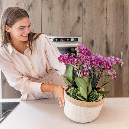 Lila Pflanzenset im Baumwollkorb – 3 Orchideen Morelia & 3 Grünpflanzen Rhipsalis – Ø9cm – Mit autarkem Wassertank & Dochtsystem