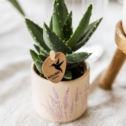 Blumentopf Lavendel – Ø6cm – Pflanztopf für Mini-Pflanzen, Sukkulenten & Kräuter – Leicht & robust