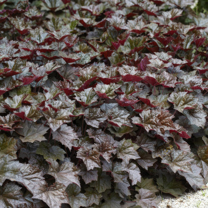 Heuchera ‘Palace Purple’ – Bodendecker Ø9cm – Höhe 10-25cm – Dunkel-purpurrote Blätter – Weiße Blüten – Schattengarten-Pflanze – 24 Pflanzen
