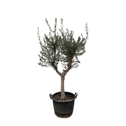 Olivenbaum – Olea europaea ‘Cultivo’ – ca. 220cm hoch – Ø40cm – mediterraner Großbaum – für Garten, Terrasse & Wintergarten