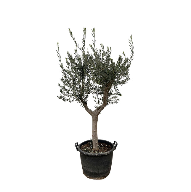 Olivenbaum – Olea europaea ‘Cultivo’ – ca. 220cm hoch – Ø40cm – mediterraner Großbaum – für Garten, Terrasse & Wintergarten