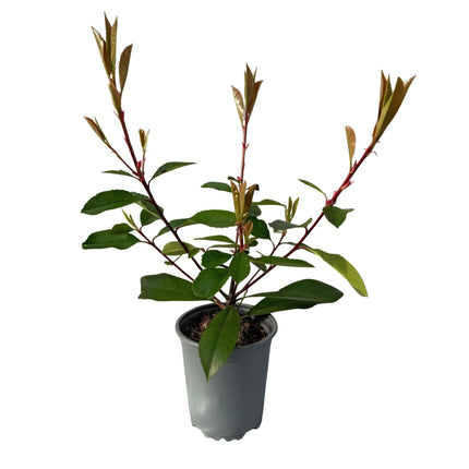 Frasers Glanzmispel – Photinia fraseri Red Robin – Heckenpflanze – Blatt rot grün – 8 Pflanzen – 1 laufender Meter – immergrün – 9cm Höhe 30-35cm