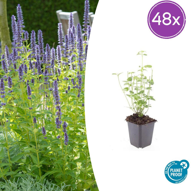 Agastache 'Black Adder' – 48 Pflanzen – ↕10-25cm – Ø9cm – Staude – Dunkelviolette Blüten – Sonnig – Bienenfreundlich & Pflegeleicht