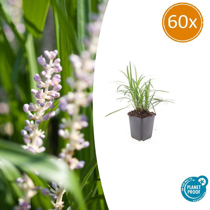 Glöckchentraube Liriope muscari 'Monroe White' – ↕10-25cm – Ø9cm – 60 Pflanzen – Immergrün & Winterhart – Bodendecker & Beete