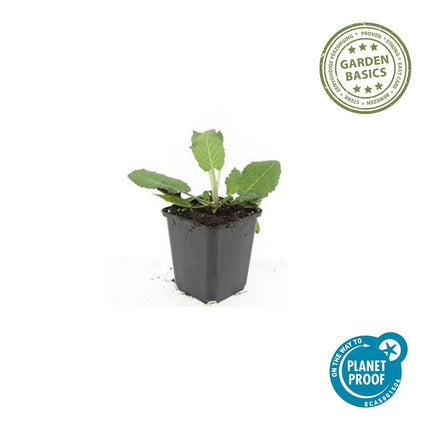 Salvia nemorosa 'Mainacht' – 48 Pflanzen – Blau blühende Staude – Sonniger Standort – Bienen- & Schmetterlingsfreundlich – Ø9cm – 10-25cm