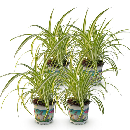 Chlorophytum comosum Variegatum – 4 Pflanzen Set – Ø12cm Höhe 25-30cm – Grünlilie mit cremefarbenen Blattstreifen – Haustierfreundliche Zimmerpflanze