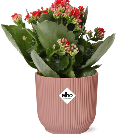 Flammendes Käthchen – Kalanchoe Rosalina Don Justino Rot – Zimmerpflanze mit roten, gefüllten Blüten – Inklusive Vibes Fold Topf Rosa 14 cm – Pflegeleicht & sukkulent – Für helle Innenräume