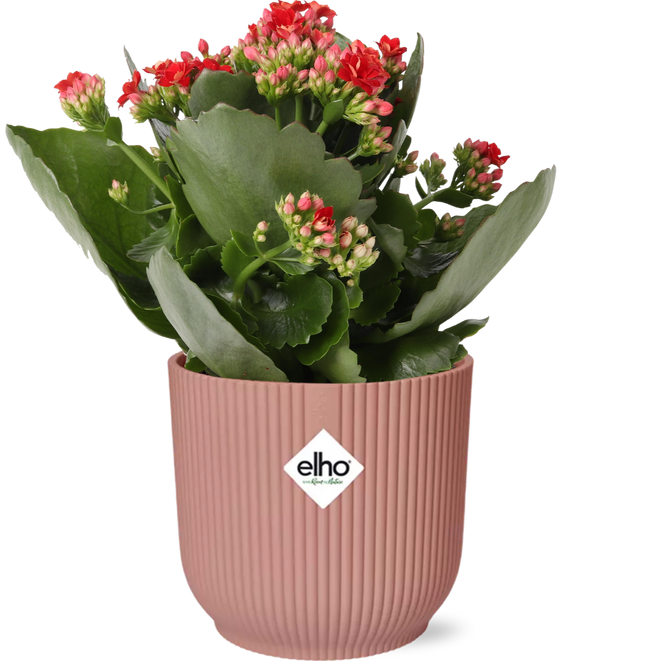 Flammendes Käthchen – Kalanchoe Rosalina Don Justino Rot – Zimmerpflanze mit roten, gefüllten Blüten – Inklusive Vibes Fold Topf Rosa 14 cm – Pflegeleicht & sukkulent – Für helle Innenräume