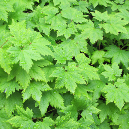 Tiarella cordifolia – 12 Pflanzen – Ø9cm – Höhe 10-25cm – Winterharte Schattenstaude – Weiße Blüten – Bodendecker für Gehölzrand, Beet & Waldgarten