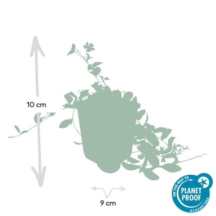 Vinca minor 'La Grave' – Immergrüner Bodendecker – Violette Blüten – 48 Pflanzen – 10–25 cm – Ø9 cm – Robuste, pflegeleichte Unterpflanzung für Garten, Beete & Steingärten – Schattentolerant