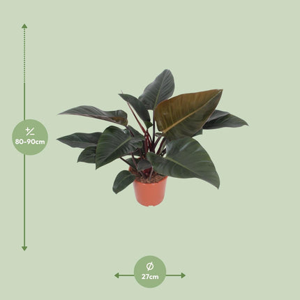 Baumfreund – Philodendron Congo Red – Zimmerpflanze – Ø27 cm – ↕80 cm – Herzförmige Blätter – Luftreinigend – Pflegeleicht
