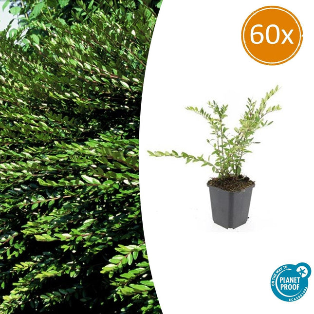 Immergrüne Kriech-Heckenkirsche Lonicera pileata – ↕10-25cm – Ø9cm – 60 Pflanzen – Bodendecker & Niedrige Hecke – Pflegeleicht & Bienenfreundlich