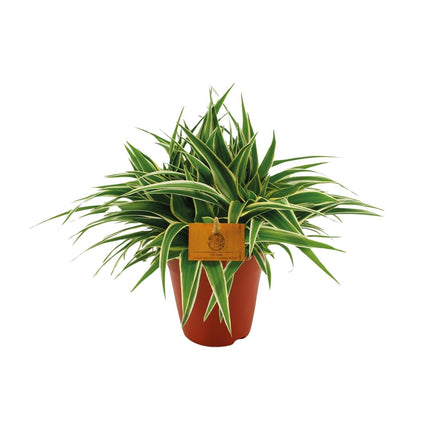 Grünlilie – Chlorophytum Ocean – Zimmerpflanze – Ø15cm – ↕25cm – Pflegeleichte Spinnenpflanze mit langen, grünen Blättern