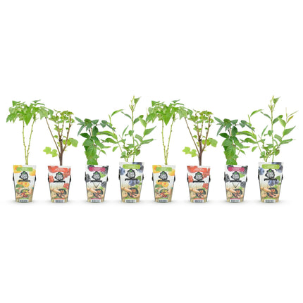 Obstpflanzen Set 8 Pflanzen Höhe 30cm  Ø9cm – Rote Johannisbeere Gelbe Himbeere Schwarze Brombeere Blaubeere – winterhart