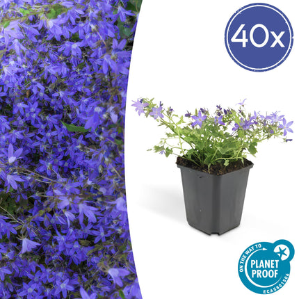 Hängepolster-Glockenblume Campanula poscharskyana 'Stella' – ↕10-25cm – Ø9cm – 40 Pflanzen – Polsterstaude mit blauen Blüten – Winterhart & pflegeleicht
