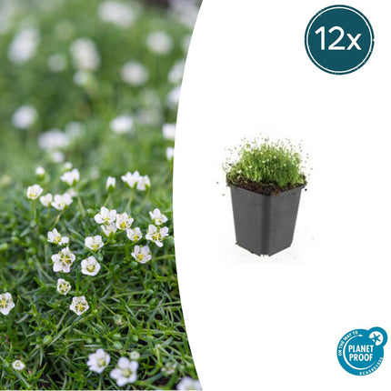 Pfriemen – Mastkraut – Sagina subulata – ↕10-25cm – Ø9cm – 12 Pflanzen – Trittfest, winterhart & pflegeleicht – Für Fugen, Beete & Rasenersatz