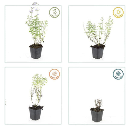 Nepeta 'Walker's Low' – 24 Pflanzen – ↕10-25cm – Ø9cm – Lavendelblaues Duftgras – Bienenfreundlich & Pflegeleicht