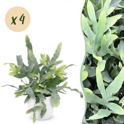 Phlebodium aureum Blue Star 4er Set Pflanzen Mit Weißem Topf Ø12cm Höhe ca.25cm Blauer Farn Haustierfreundlich Pflegeleicht Für Zimmer Büro &