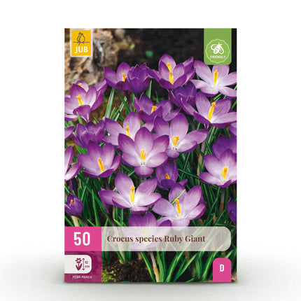 Blumenzwiebeln Crocus Ruby Giant – 50 Stück – Lila Krokusse – Frühblühende Blumenzwiebeln für Beet, Balkon & Terrasse – Bienenfreundlich