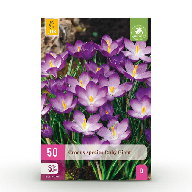 Blumenzwiebeln Crocus Ruby Giant – 50 Stück – Lila Krokusse – Frühblühende Blumenzwiebeln für Beet, Balkon & Terrasse – Bienenfreundlich