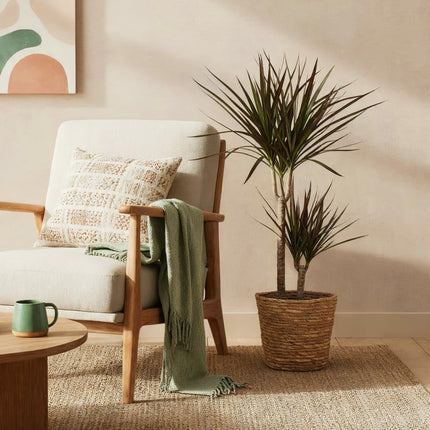 Dracaena Magenta – Drachenbaum – 21cm – Höhe 90-100cm – Pflegeleichte rot – grüne Zimmerpflanze mit dekorativen Stämmen für Wohnzimmer und Büro