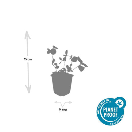 Großes Immergrün Vinca major – ↕10-25cm – Ø9cm – 20 Pflanzen – Immergrüner Bodendecker für Schattenbeete & Unterpflanzungen