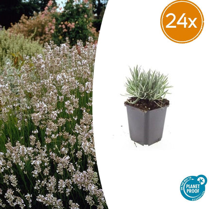 Lavendel Lavandula intermedia 'Edelweiss' – 24 Pflanzen – ↕10-25cm – Ø9cm – Weißblühender Lavendel – Winterhart, duftend & bienenfreundlich – Für Beete, Kübel & Trockensträuße