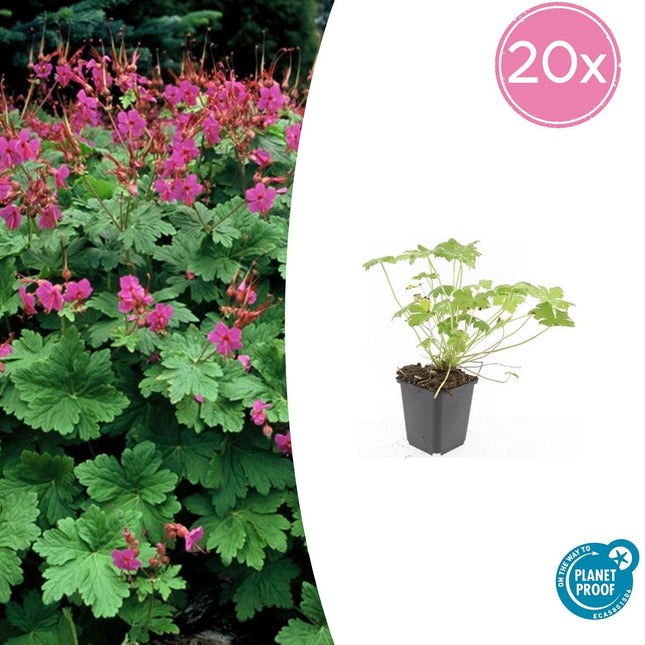 Storchschnabel Geranium macrorrhizum 'Czakor' – ↕10-25cm – Ø9cm – 20 Pflanzen – Tiefrosa Blüten – Aromatischer Bodendecker – Pflegeleicht