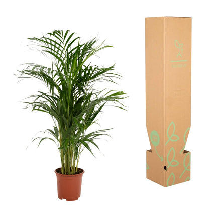 Areca – Palme – Dypsis lutescens – Ø17cm x ↕70cm – Goldpalme als tropische Zimmerpflanze – Luftreinigend, pflegeleicht & dekorativ