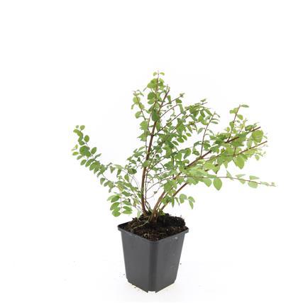 Symphoricarpos chenaultii 'Hancock' – 48 Pflanzen – weiß blühender & fruchtender Bodendecker – winterhart & pflegeleicht