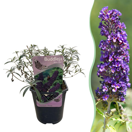 Schmetterlingsstrauch Buddleja davidii Purple Emperor – Blüte Lila – Schmetterlingsanziehend – 17 cm Höhe 25 cm – Pflegeleicht & Sonnentolerant