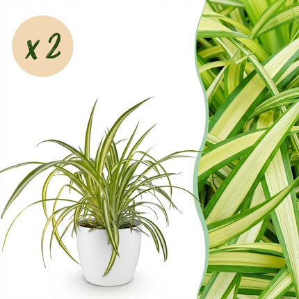Chlorophytum comosum Variegatum 2er Set Pflanzen Mit Weißem Topf Ø12cm Höhe ca.20cm Bunte Graslilie Haustierfreundlich Luftreinigend Für Zimmer