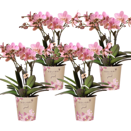 Phalaenopsis Orchideen Treviso – 4 Zimmerpflanzen – Altrosa Blüten – Ø12cm – 2-3 Stiele – Eleganter Blickfang für Zuhause – Frisch vom Züchter