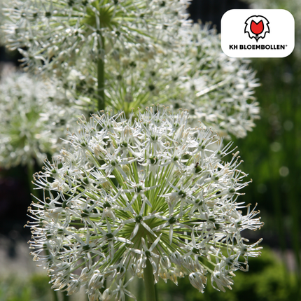 Allium 'White Giant' – Zierlauch – große, reinweiße Blütenkugeln – imposante Sommerblüher – 5 Blumenzwiebeln – ↕120cm – ideal für Beet & Rabatte