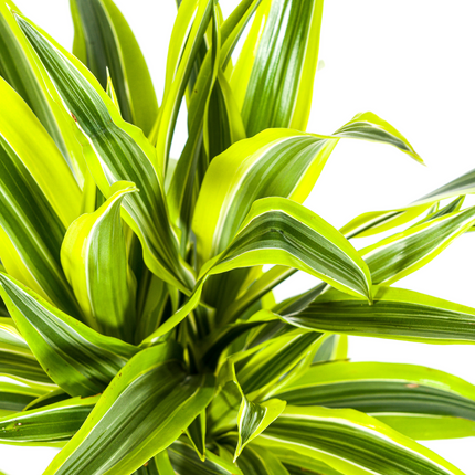 Drachenbaum Dracaena Deremensis Lemon Lime – Zimmerpflanze – Ø19cm – 70-90cm hoch – Lebendige grüne Blätter mit hellgrünem Rand – Pflegeleicht & dekorativ
