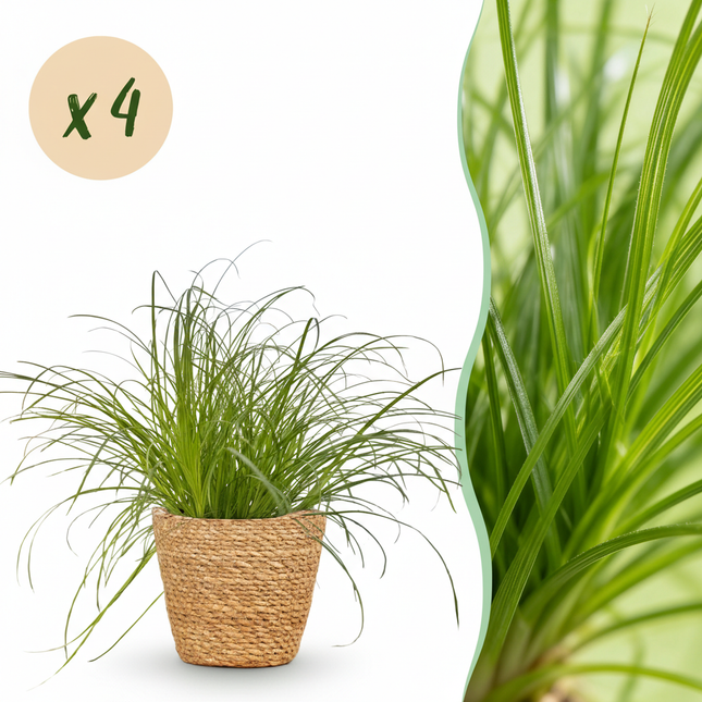 Cyperus Alternifolius Zumula Katzengras – 4er Set Zimmerpflanzen im Korb Ø12cm Höhe20cm – Haustierfreundliche Grünpflanze – Pflegeleicht