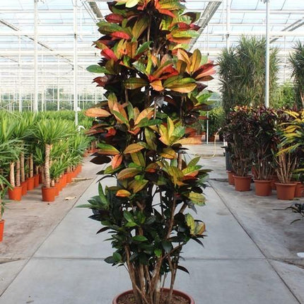 Codiaeum Iceton – Kroton Zimmerpflanze 230cm – XXL Grünpflanze mit bunten Blättern – Tropische Großpflanze für Wohnzimmer Büro & Wintergarten