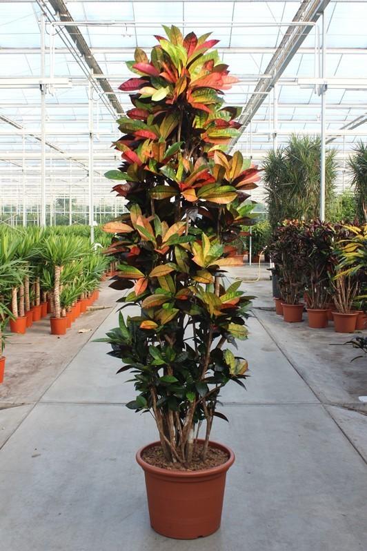 Codiaeum Iceton – Kroton Zimmerpflanze 230cm – XXL Grünpflanze mit bunten Blättern – Tropische Großpflanze für Wohnzimmer Büro & Wintergarten