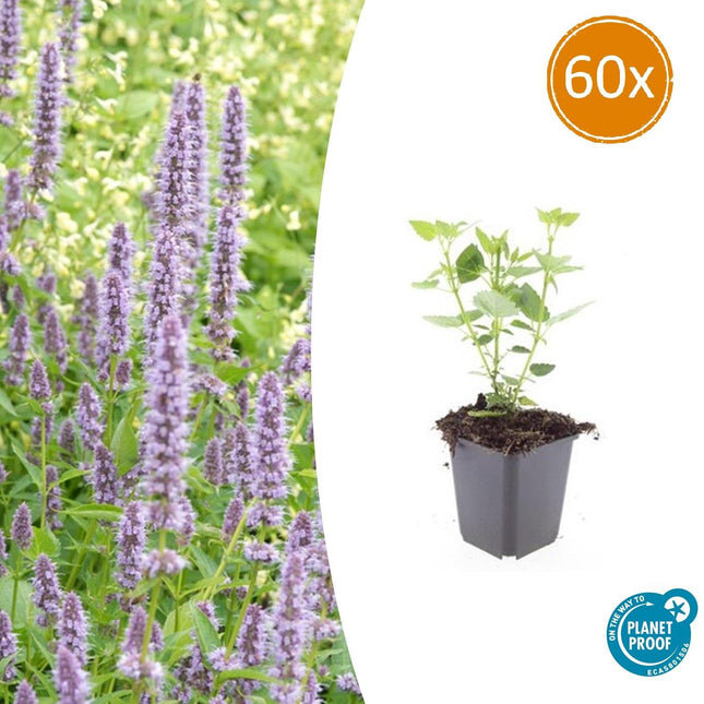 Asiatische Duftnessel Agastache 'Blue Fortune' – ↕10-25cm – Ø9cm – 60 Pflanzen – Lavendelblau – Schmetterlingsfreundlich – Sommerblüte – Pflegeleicht
