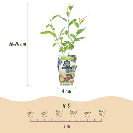 Blaubeere Vaccinium corymbosum Goldtraube winterhart 6 Pflanzen Ø9cm Höhe30cm – Ertragreiche Heidelbeere für Garten Balkon & Terrasse