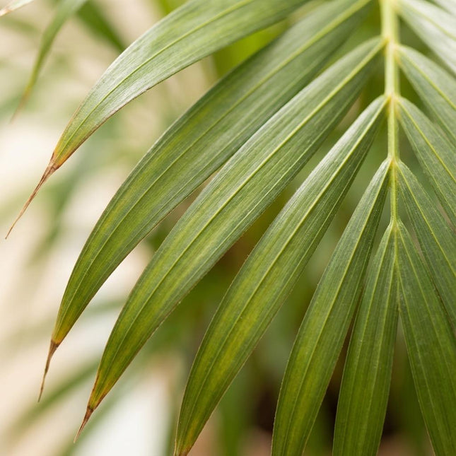 Goldpalme Dypsis Lutescens Areca Zimmerpflanze 90-100cm Ø21cm Pflegeleichte Grünpflanze für Wohnzimmer Büro & Wintergarten