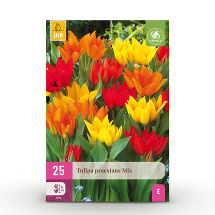 Blumenzwiebeln Tulpe Praestans Mix – 25 Stück – Mehrblütige Wildtulpen in verschiedenen Farben – Zwiebelgröße 8/9 – Für Beet, Balkon & Terrasse – Pflegeleicht