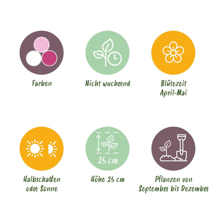 Blumenzwiebeln Hyacinth Pastel Mix – 10 Blumenzwiebeln – Duftende Hyazinthen in Pastellfarben – Für Beet, Balkon & Terrasse