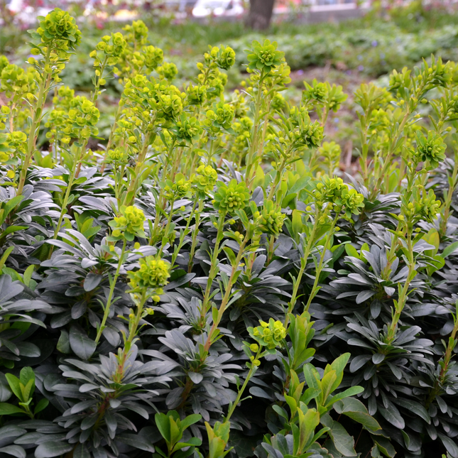 Euphorbia amygdaloides Robbiae – 24 Pflanzen Ø9cm – Höhe 10-25cm – Immergrüner Bodendecker für Schatten & Halbschatten – Gelbgrüne Frühjahrsblüte