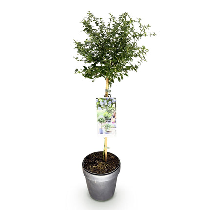Kalifornischer Flieder Ceanothus thyrsiflorus Repens Ø19cm Höhe90cm – Immergrüner Zierstrauch mit blau – lila Blüten